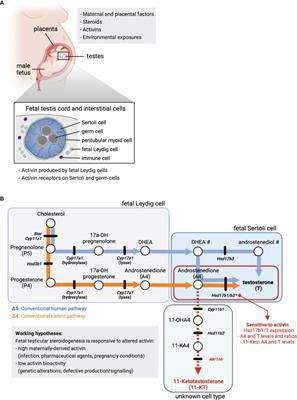 Activin A and Sertoli Cells: Key to Fetal Testis Steroidogenesis